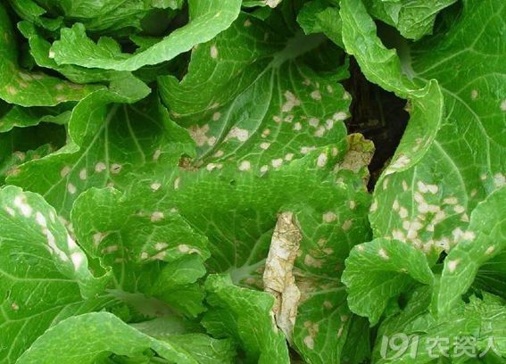 大白菜白斑病的发生与防治