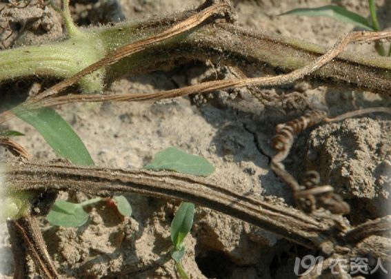 南瓜蔓枯病的发生与防治