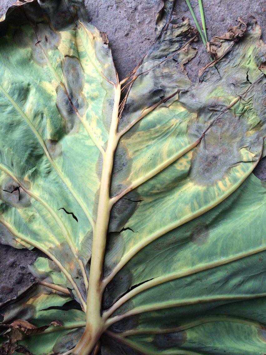 芋頭是疫病嗎用什麼藥好