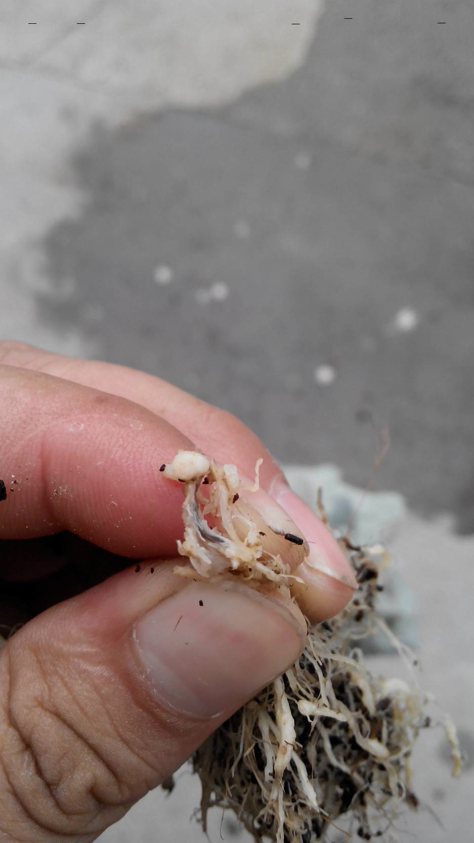 根线虫还是根瘤