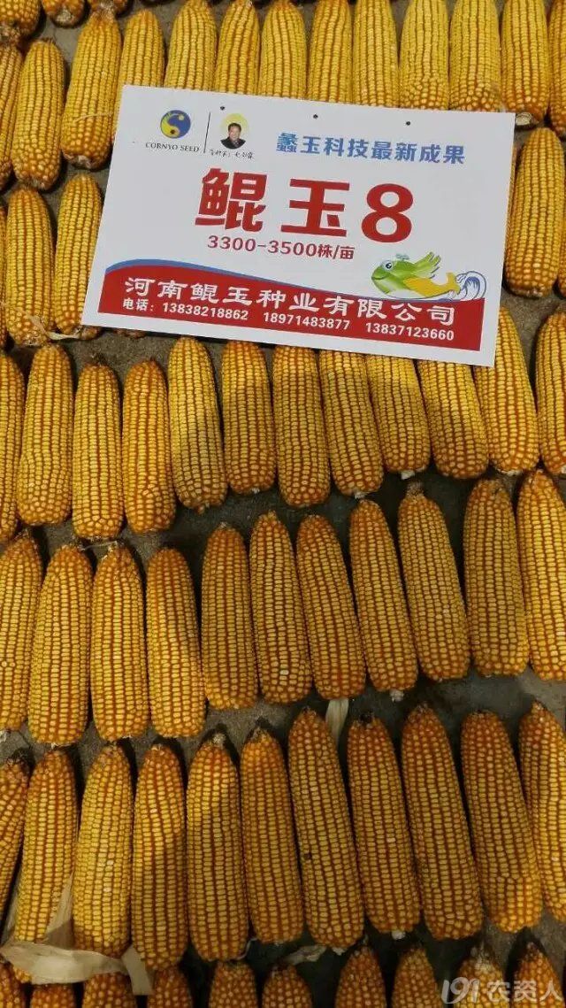 大棒鲲玉8高抗高产稳产丰惠万家