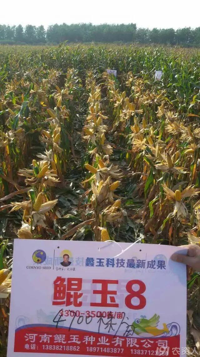 鲲玉首当家大棒鲲玉8