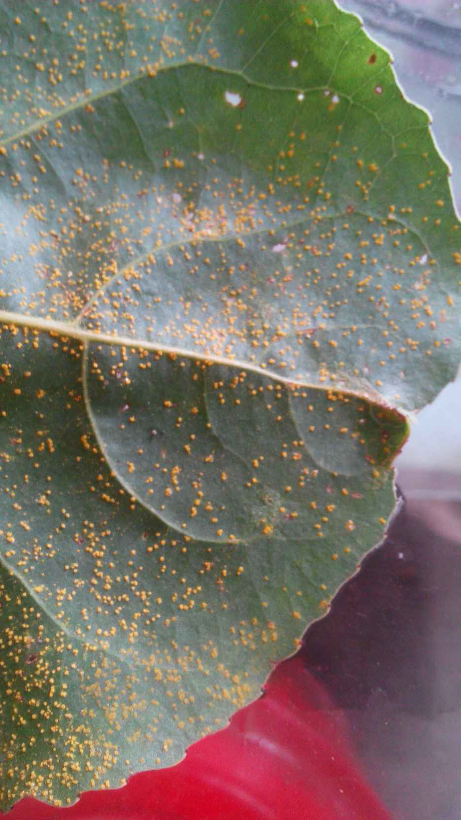 杨树黄粉是什么病