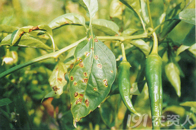 辣椒疮痂病的病原及防治