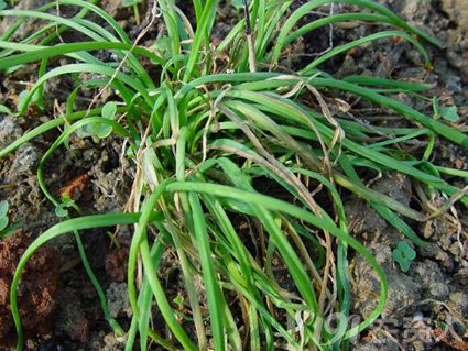 韭菜软腐病的发生与防治