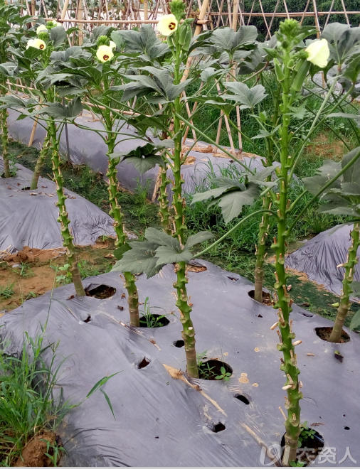 黄秋葵新品种种植技术