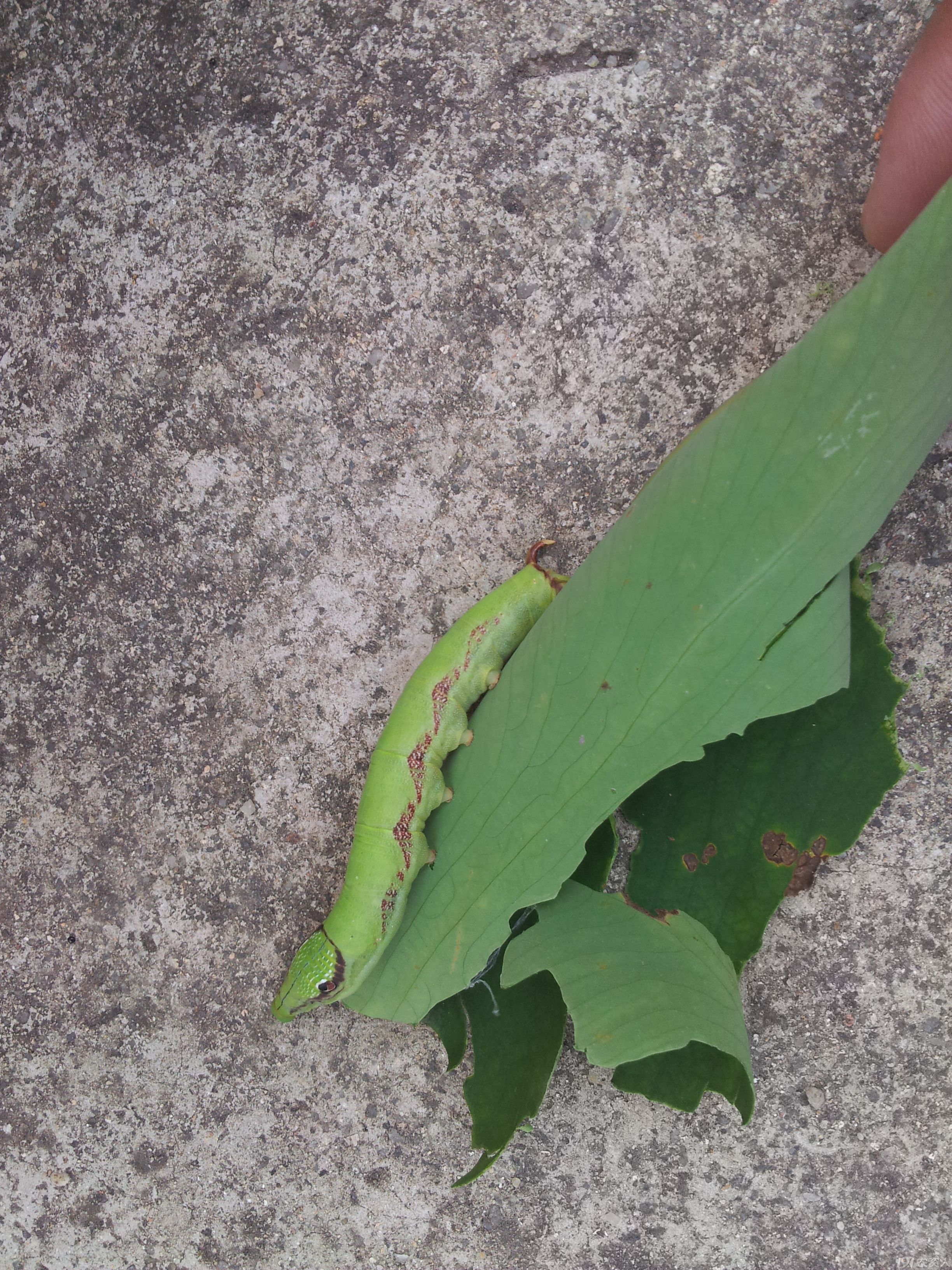 榆绿天蛾幼虫图片