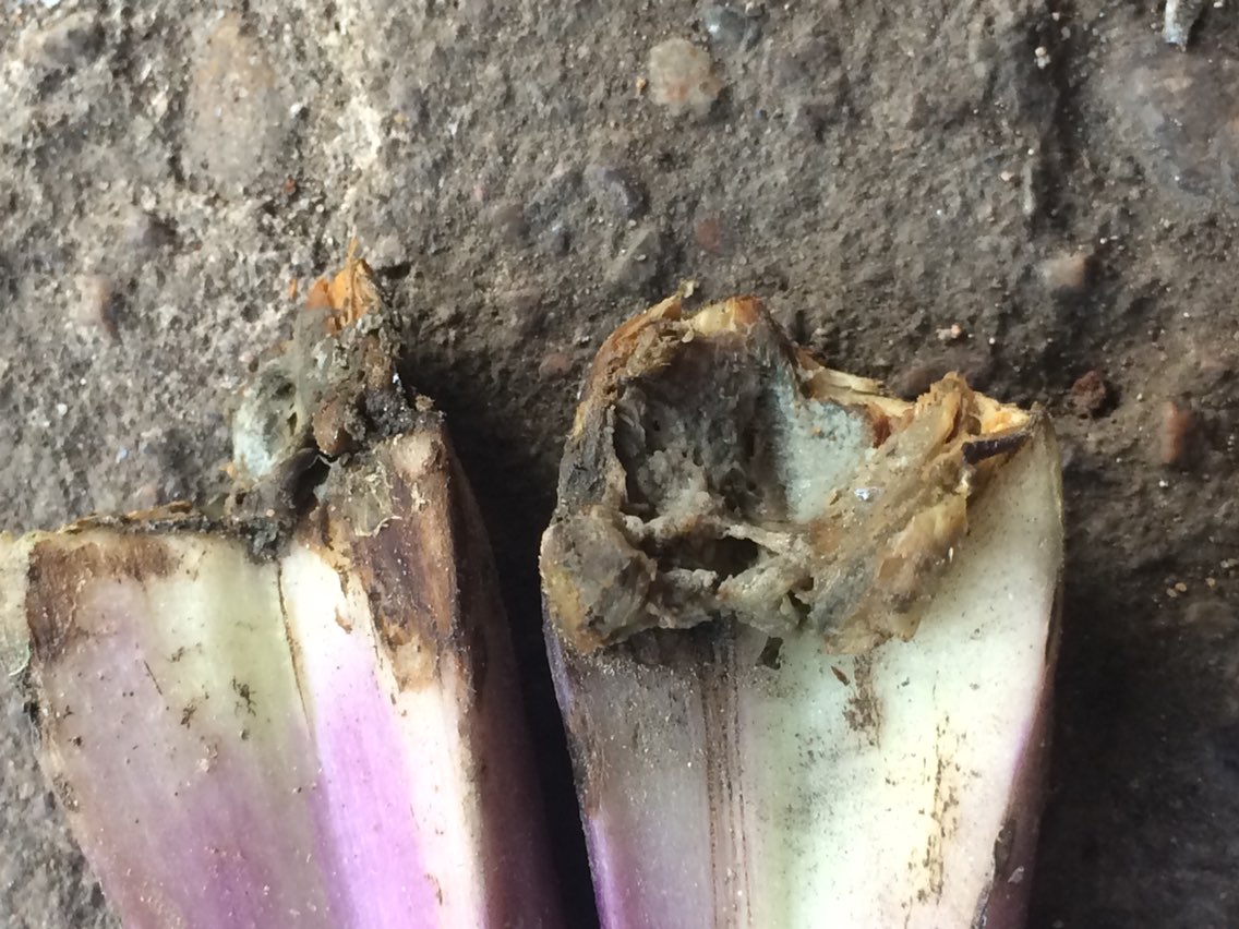 红菜心烂成这样是什么病有什么好药