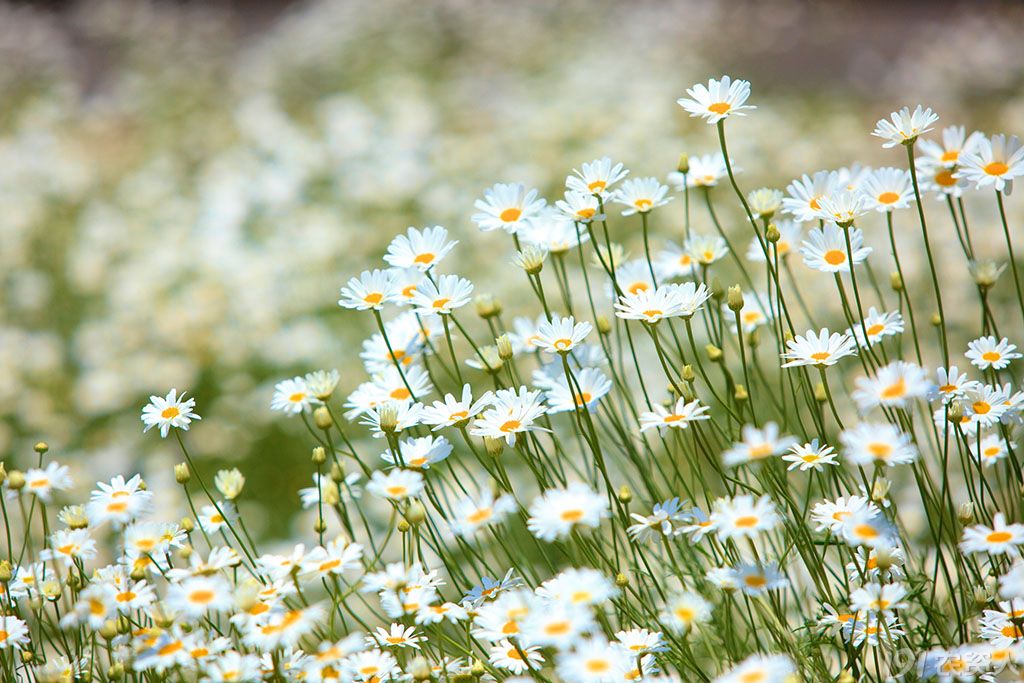 拟除虫菊酯 大自然对农药市场的馈赠品 农药应用 191农资人 农技社区服务平台 触屏版