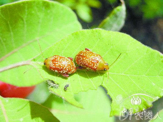 萝卜跳甲特效药防治蔬菜蓟马杀虫剂蔬菜跳甲蚜虫专用特效杀虫剂