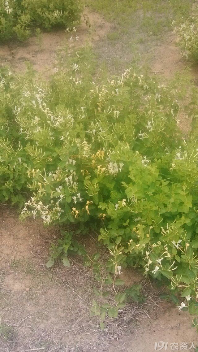 农人走天下 【知客】花中仙子——金银花 只看该作者12楼 发表于