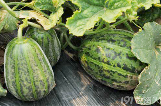 大棚甜瓜缺素平衡施肥补中微量元素