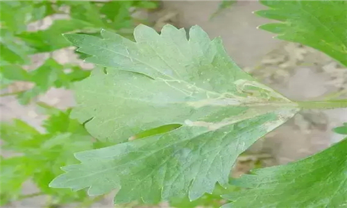 芹菜上潜叶蝇危害