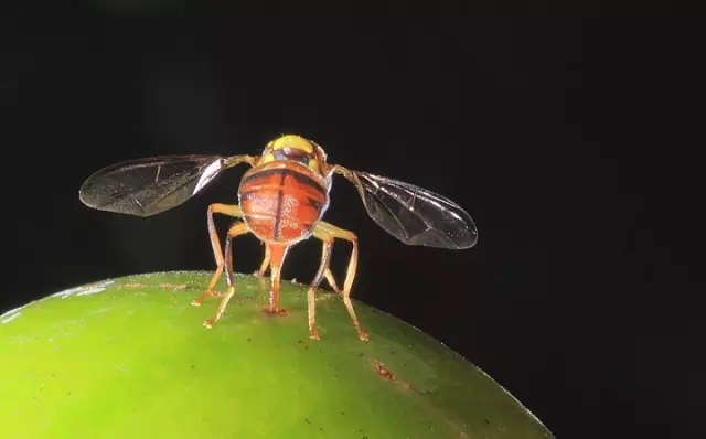 柑橘公敌柑橘果实蝇的作案手法和防范措施