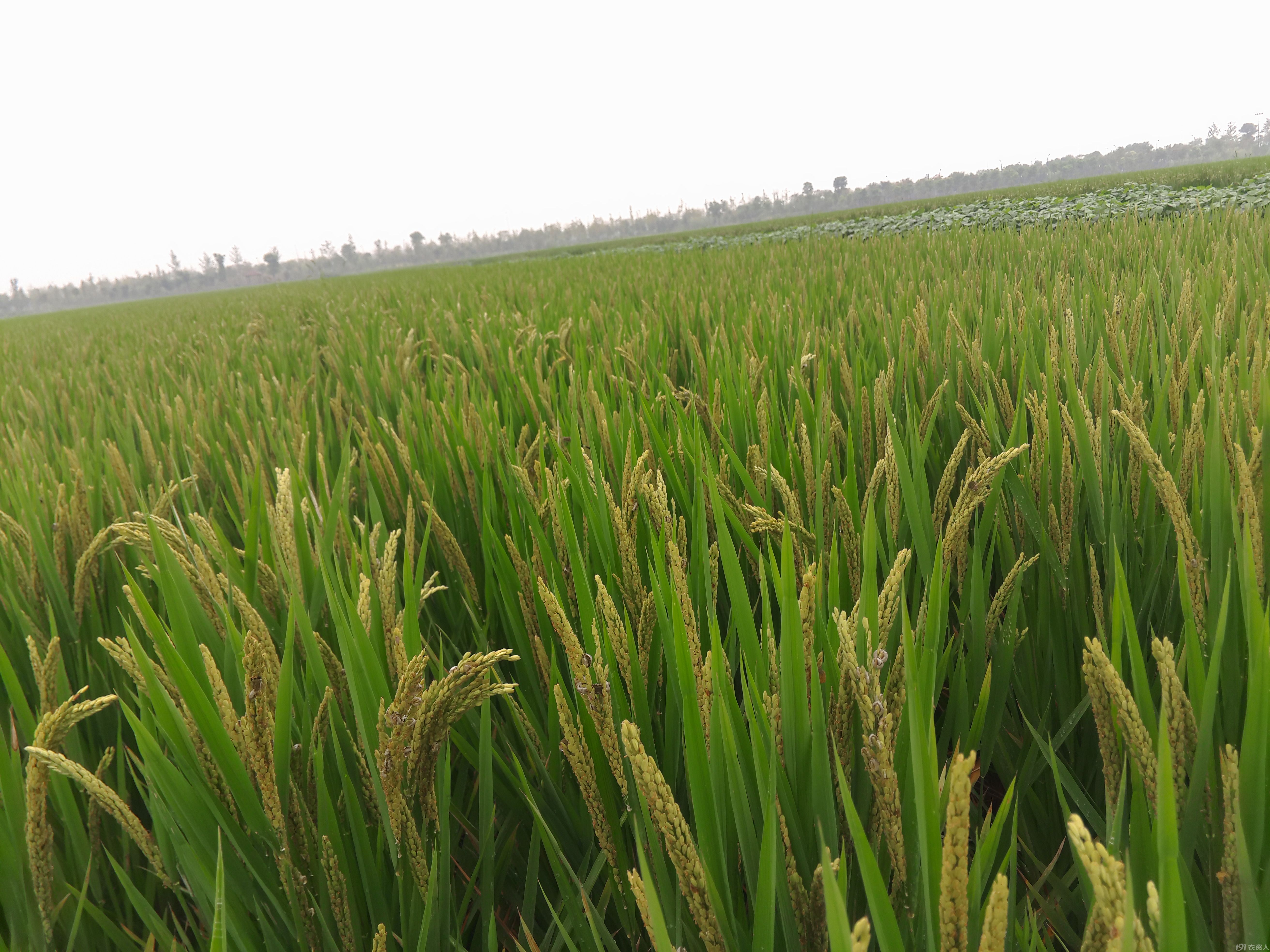 恶劣气候下水稻防控实战方案#针对今年不良天气做的杂交水稻的全程