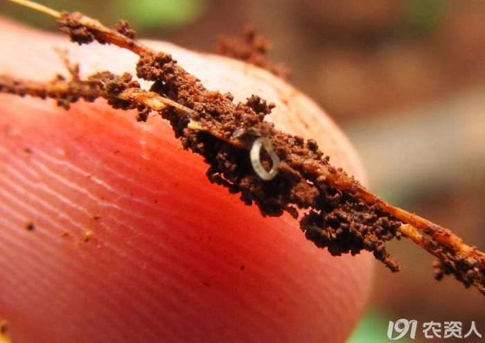 问题求解温室黄瓜里的地蛆