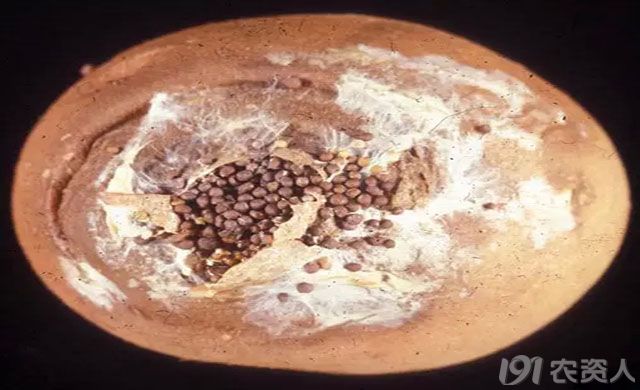 马铃薯白绢病密生白色菌丝