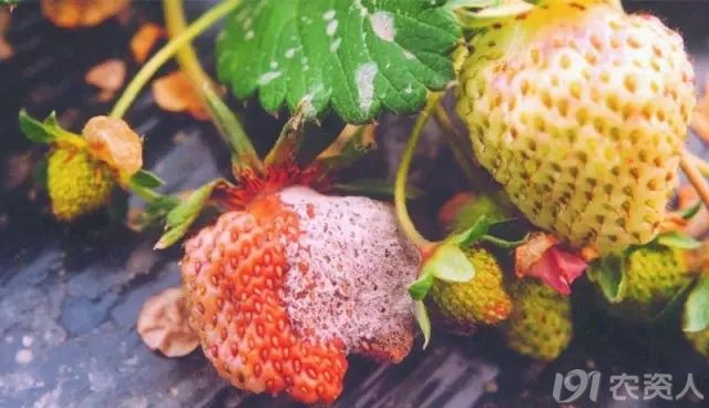 有图有真相史上最全草莓病害上