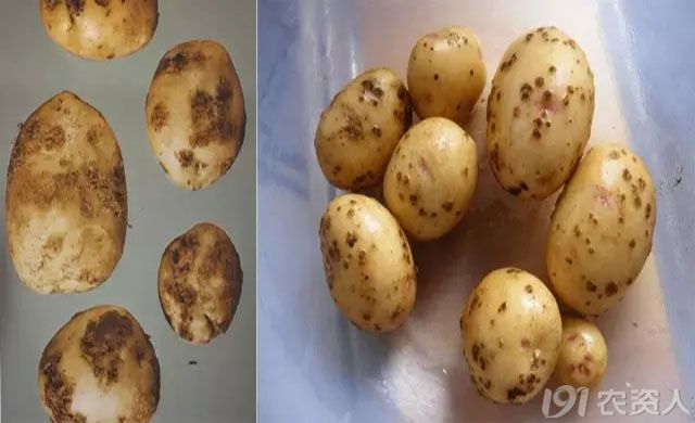 有图有真相史上最全马铃薯病害上