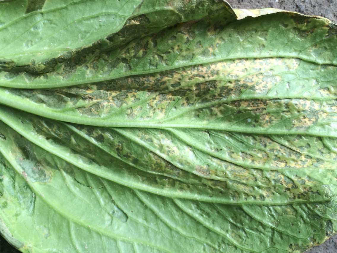 白菜叶这样子的是什么病?用什么药?有些开始有失水的样子!