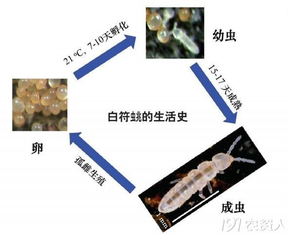 行业聚焦 土壤中的"舞蹈明星" 跳虫备受青睐还有其他原因,如繁殖快,易