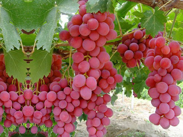 种植大户关于葡萄高产的栽培管理技术和营养施肥方案经验_奈菲特进口