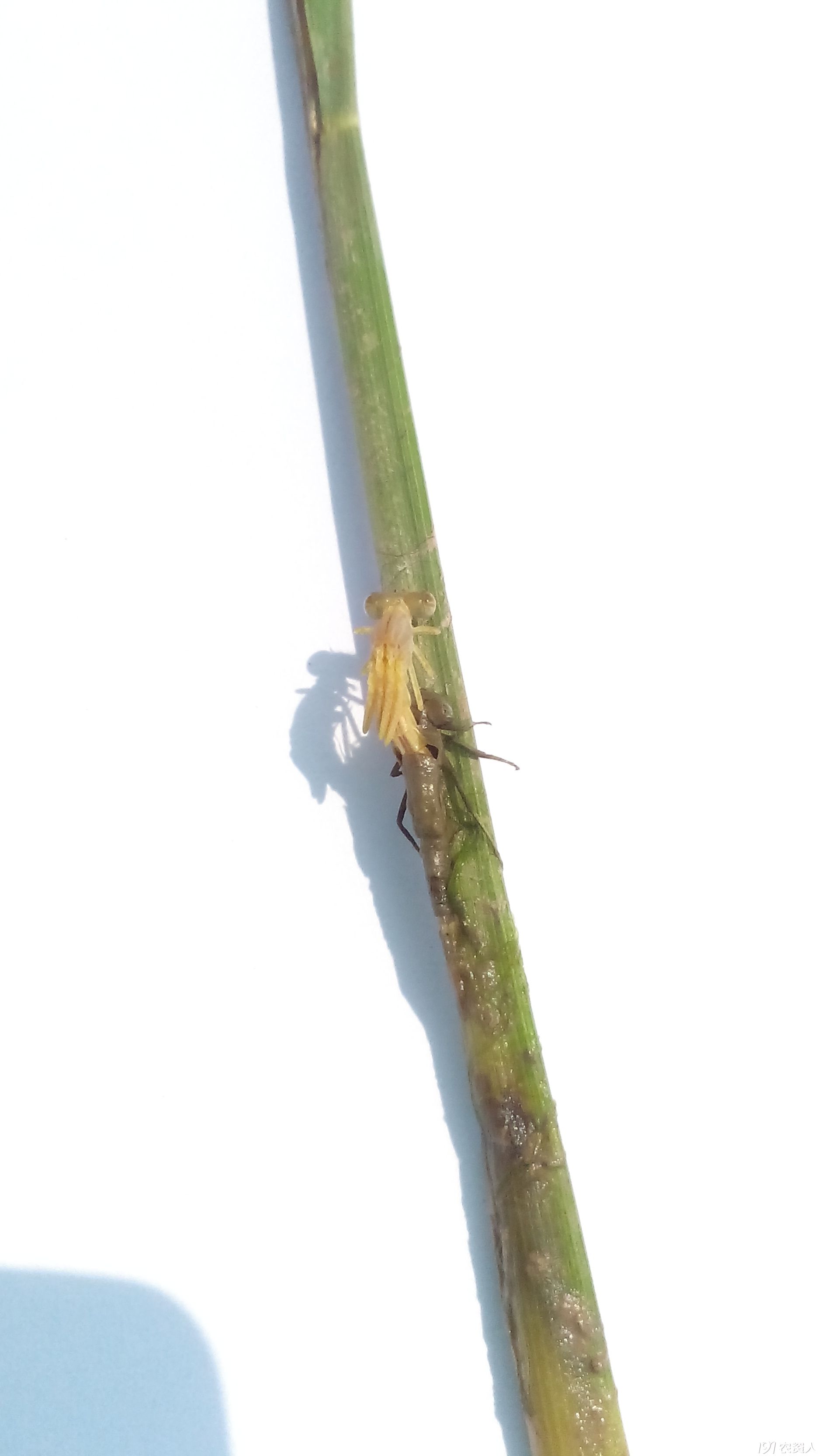 蜕皮中的小蜻蜓