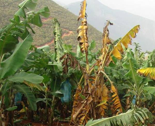 艾德收水溶肥告诉你香蕉枯萎病的防治技巧