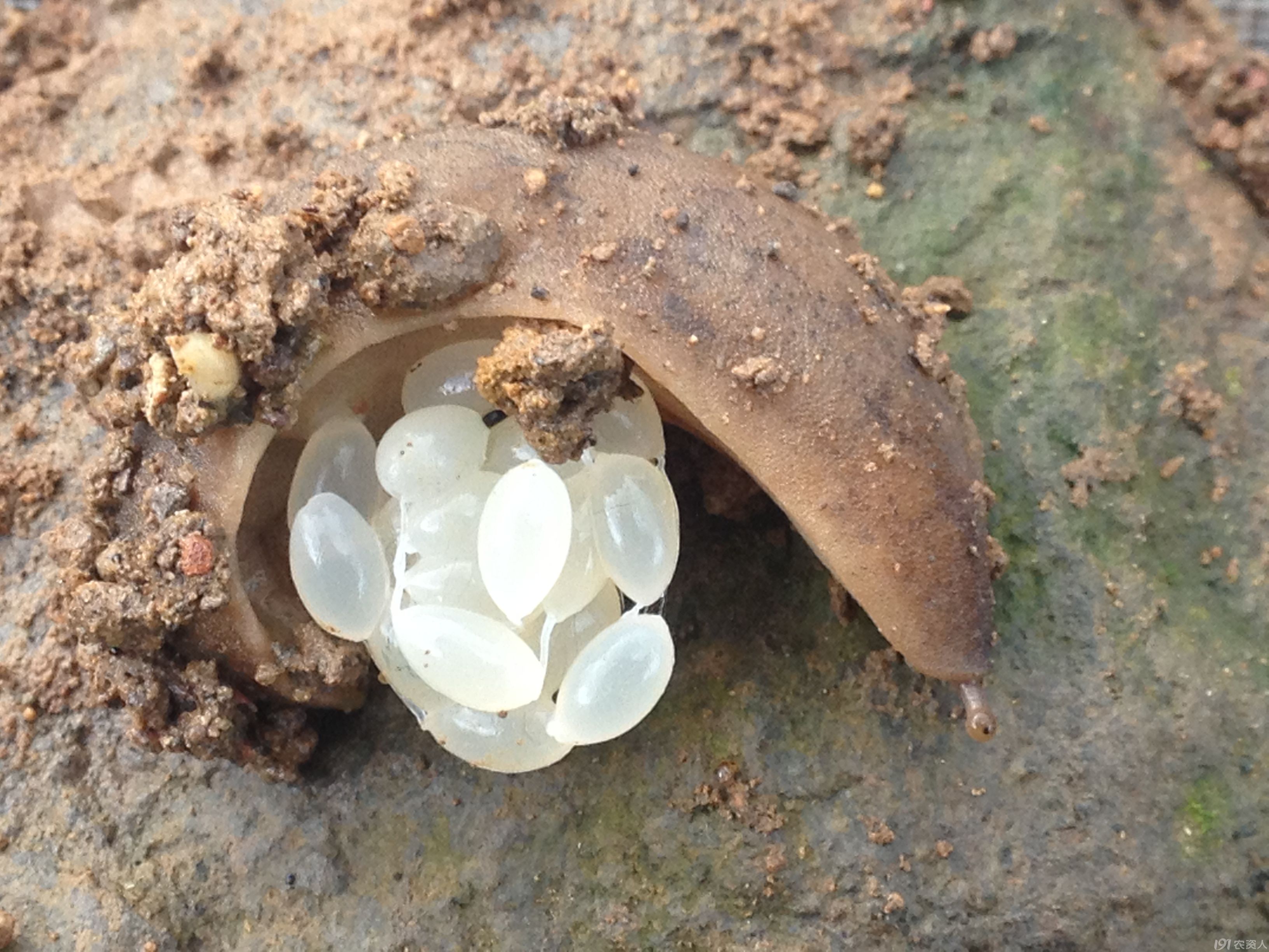 蛞蝓及蛴螬 病虫草图 191农资人 农技社区服务平台 触屏版