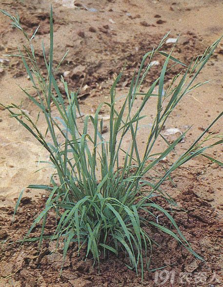 农资人你认识燕麦雀麦节节麦看麦娘幼苗吗