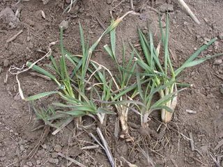 农资人你认识燕麦雀麦节节麦看麦娘幼苗吗