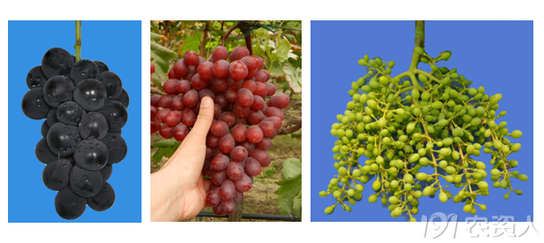 葡萄花序整形面面观 植保技术 191农资人 农技社区服务平台 触屏版