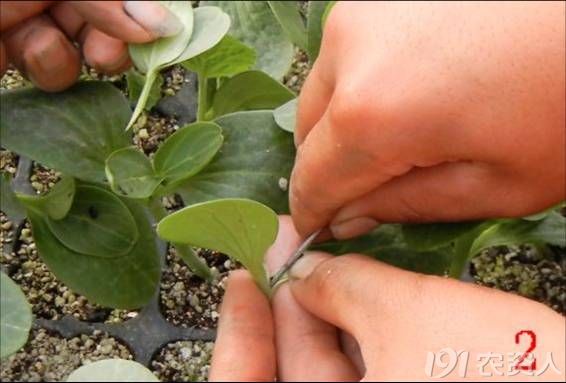 黄瓜嫁接育苗实战经验分享