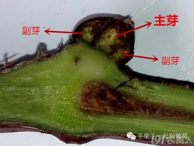 植保技术 葡萄栽培学基础——芽   从冬芽的解剖结构看,良好的冬芽内