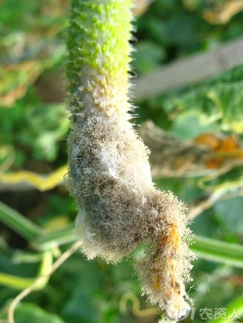 灰霉病特效药一次打住迅速控制不再发展快速治愈不留一丝霉菌