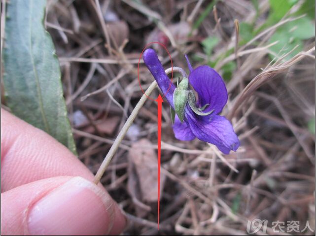 知客紫花地丁認識花距