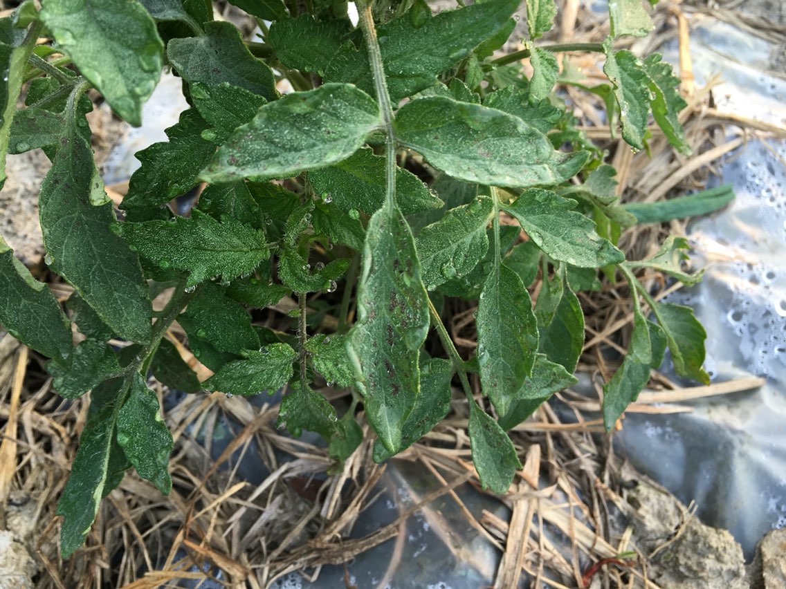 这番茄叶子有点变灰是什么原因