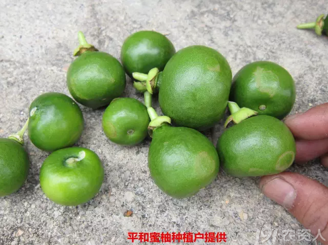 "柚"相见|蜜柚保果有几招_植保技术_191农资人 - 农技社区服务平台