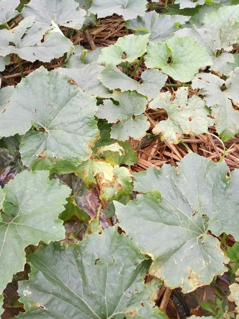 冬瓜叶子有点烂大神来看看