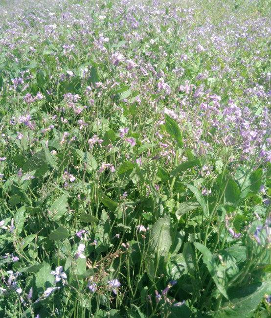 北方绿化苗木(7)二月兰_种植圈_191农资人 - 农技社区服务平台