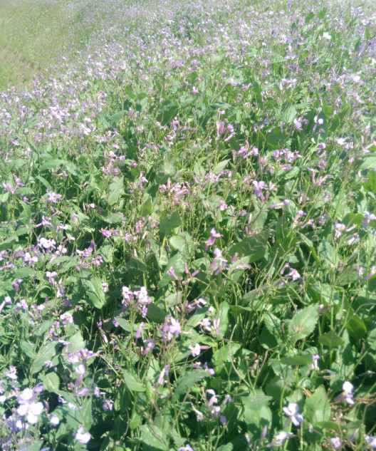 北方绿化苗木(7)二月兰_种植圈_191农资人 - 农技社区服务平台