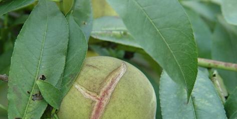 西北大枣裂果病发病症状和防治方法有哪些