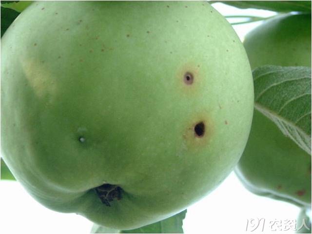 桃蛀螟与桃小食心虫图片