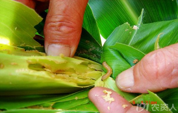 甘蔗螟虫防治技术与解决办法