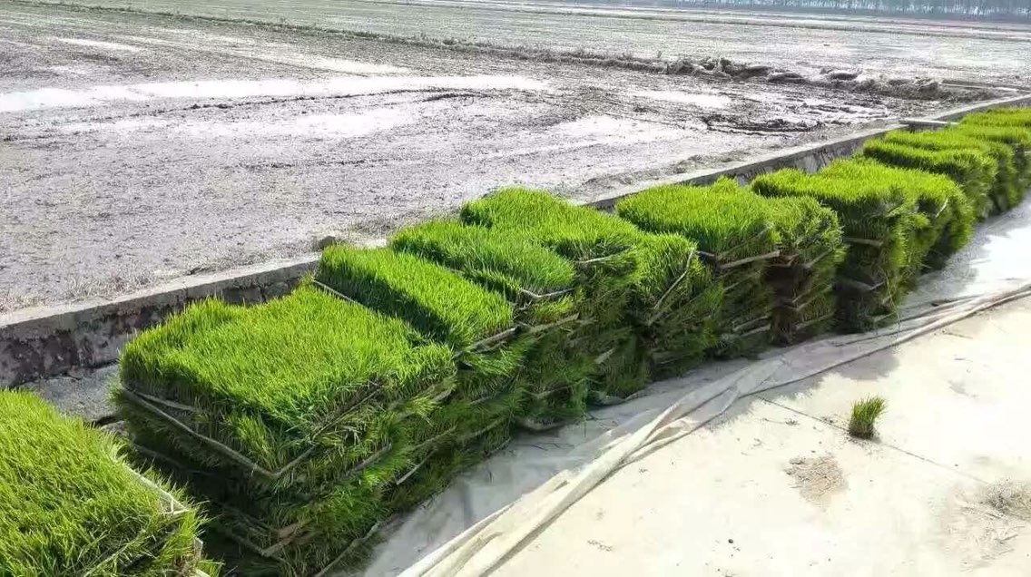 安徽白湖农场15万亩水稻beb示范田插秧开始了!