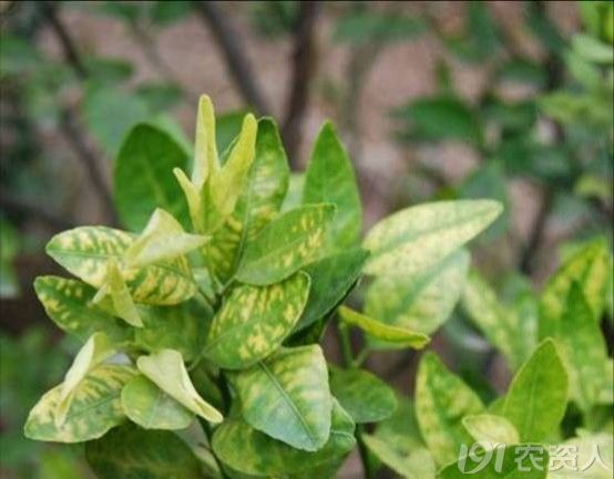 柑桔柚黄龙病综合防控技术