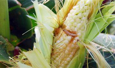 造成玉米减产过半的虫子怎么防?这些措施帮你减少损失