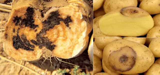 土豆干腐病图片图片