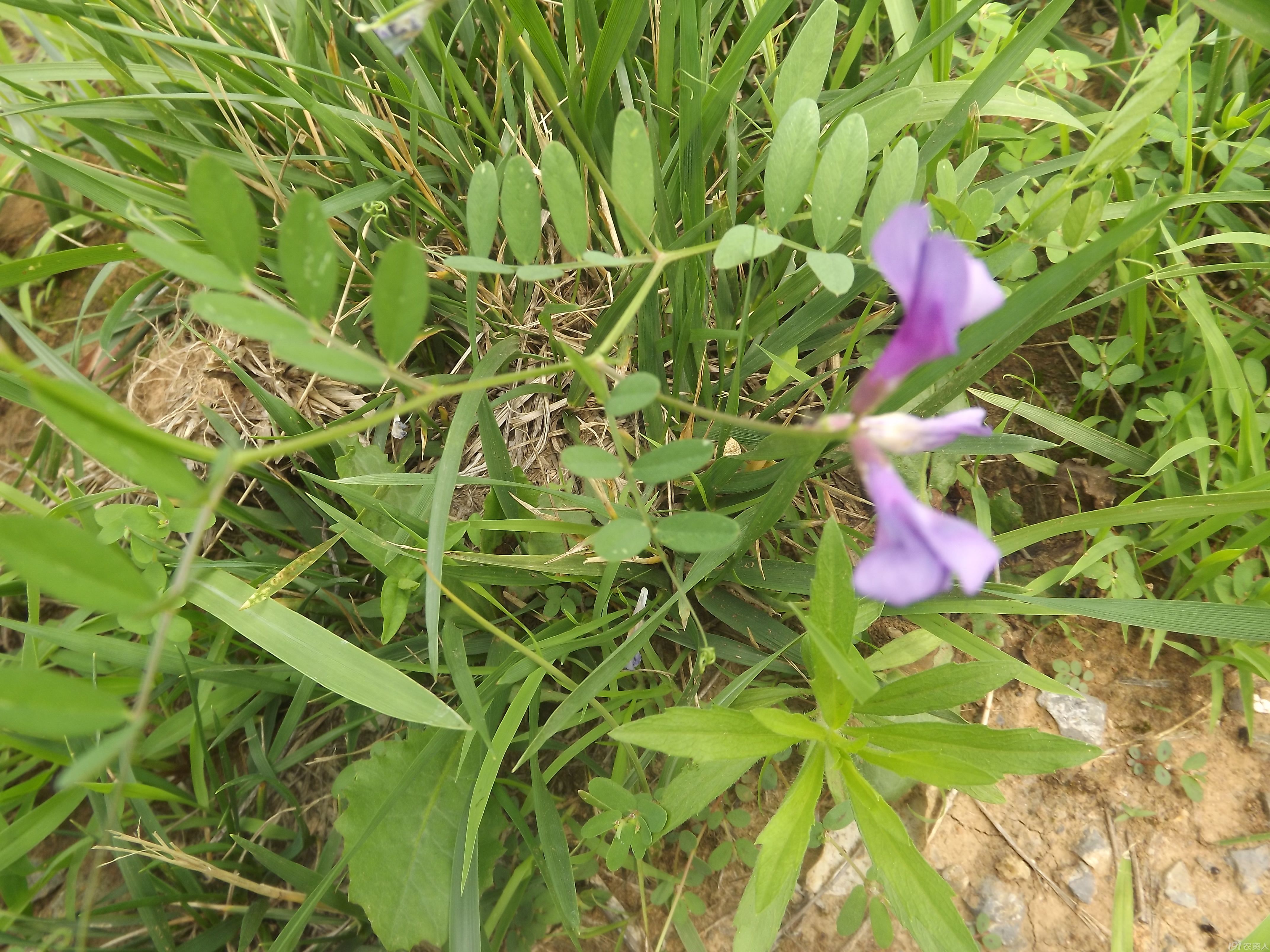 【知客】大花野豌豆