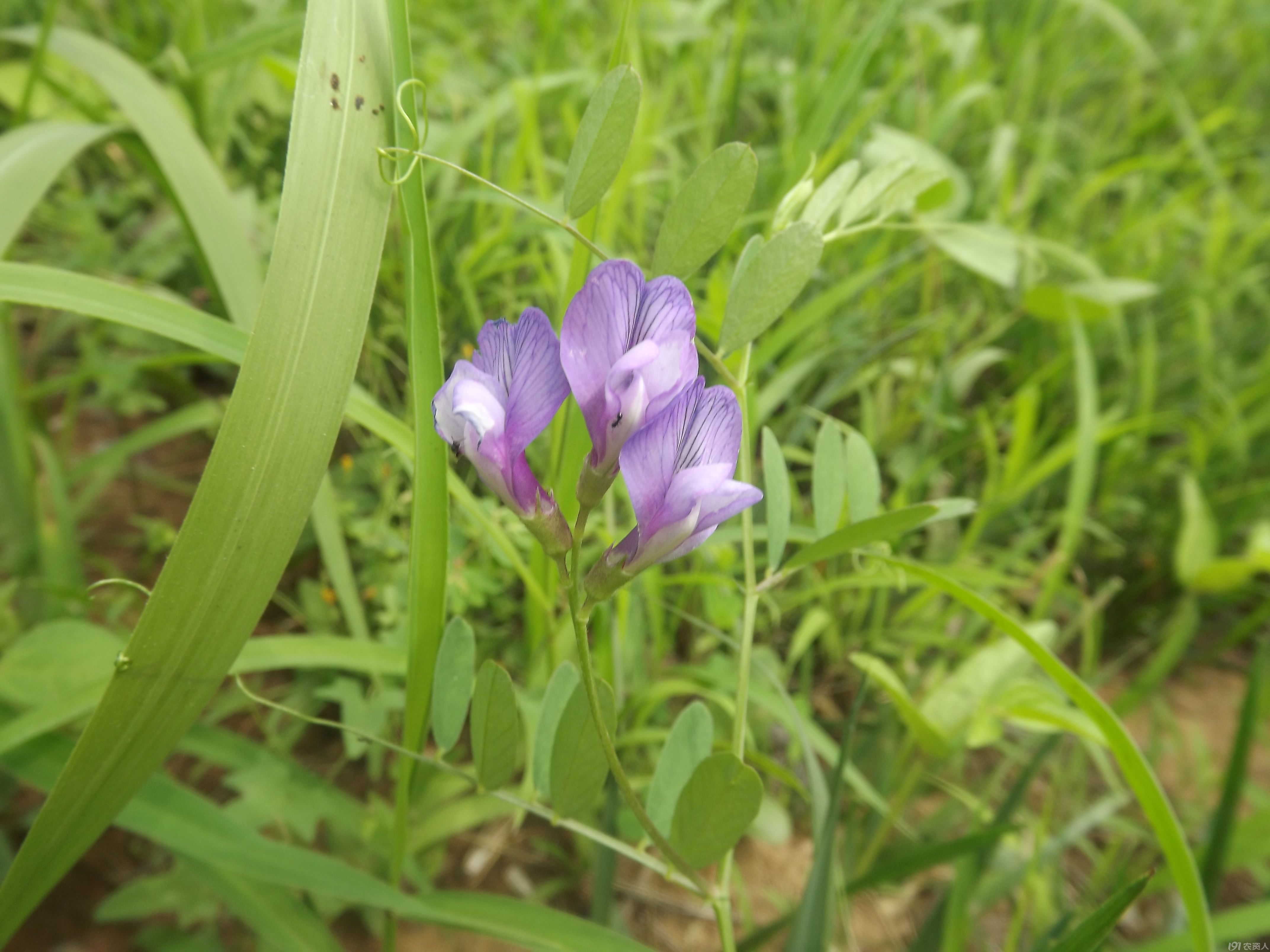 【知客】大花野豌豆